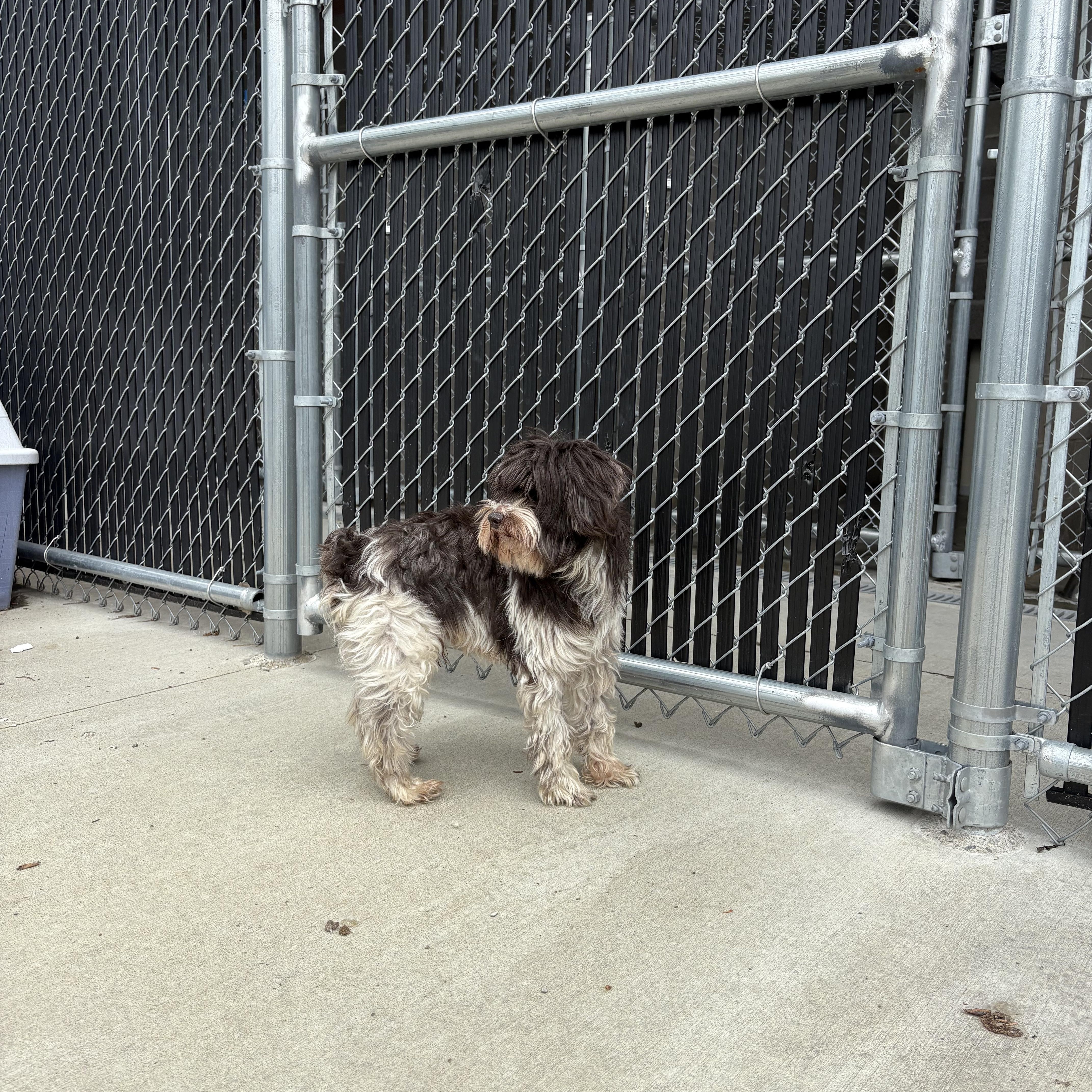 Enlarge Bo, an adopted Schnoodle in North Providence, RI image 3/3