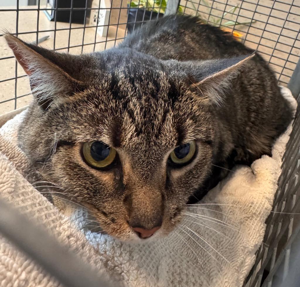 Holler, a Adoptable mixed breed in Clarksville, TN image 1/3