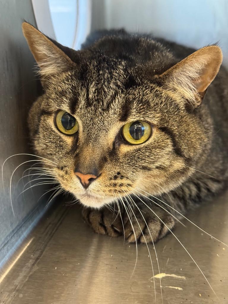 Holler, a Adoptable mixed breed in Clarksville, TN image 2/3