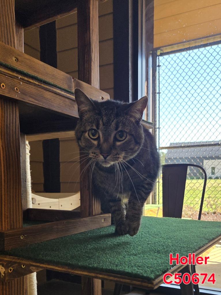 Holler, a Adoptable mixed breed in Clarksville, TN image 3/3