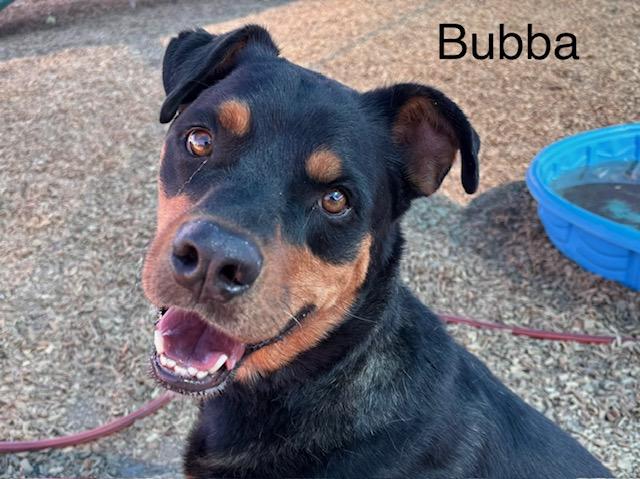 BUBBA photo