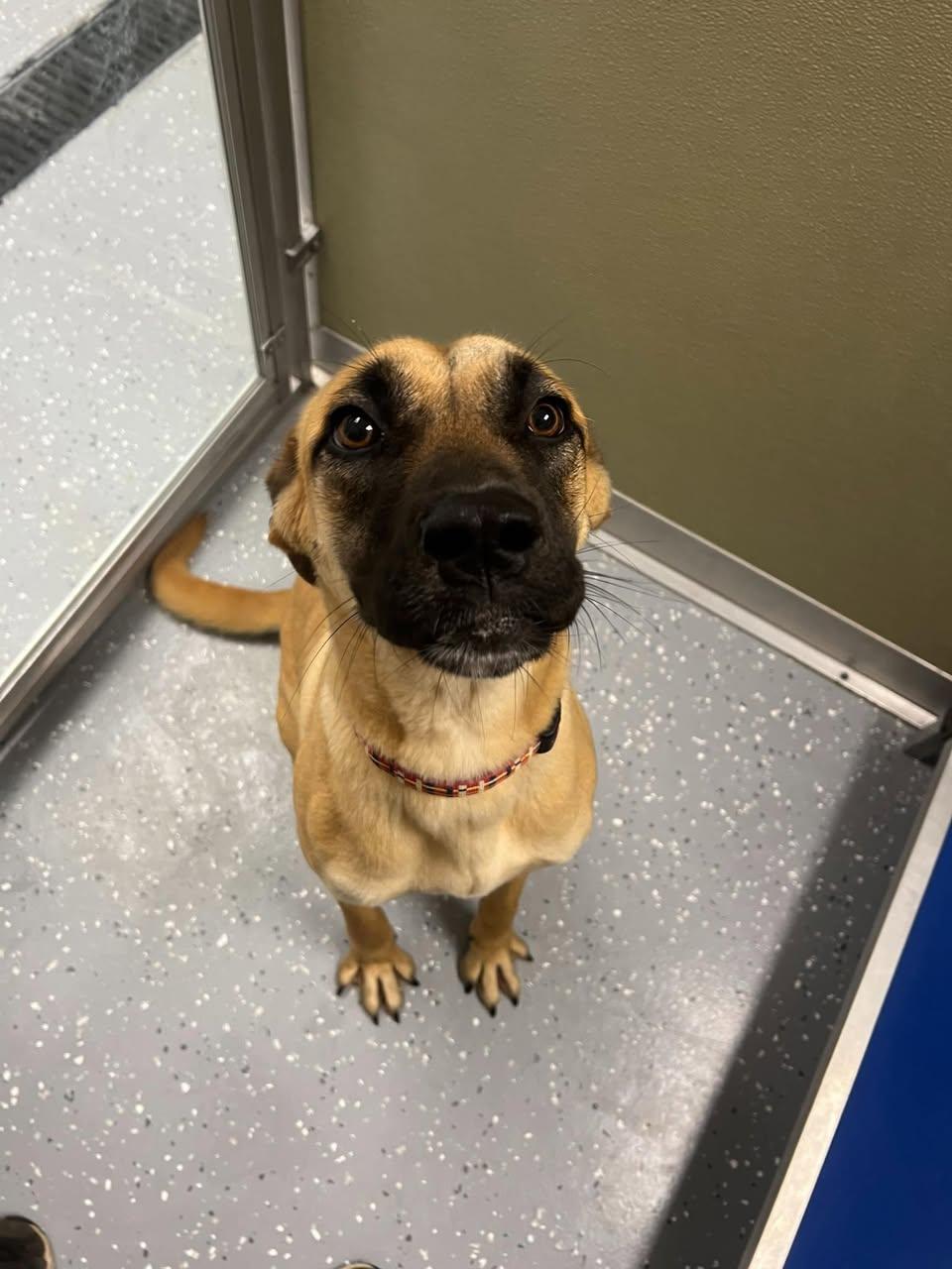 Enlarge Nina, a ADOPTABLE Mixed Breed in Davenport, IA image 1/1