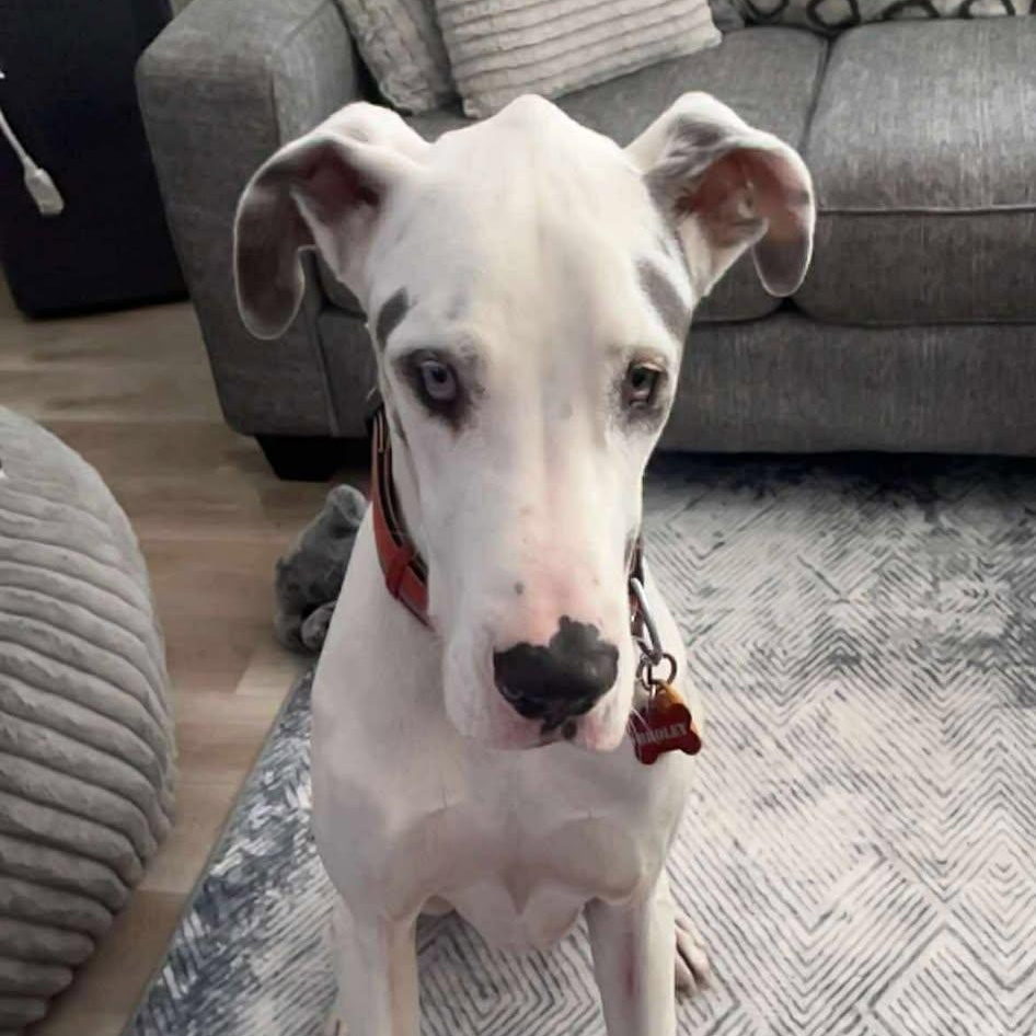 Broley, a Adoptable Great Dane in Mooresville, NC image 4/6