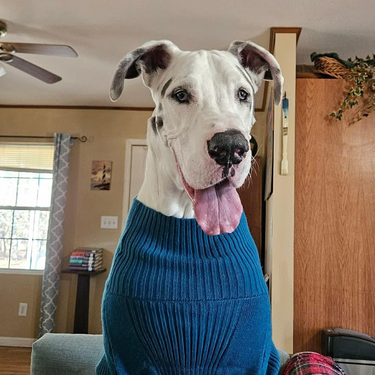 Broley, a Adoptable Great Dane in Mooresville, NC image 1/6