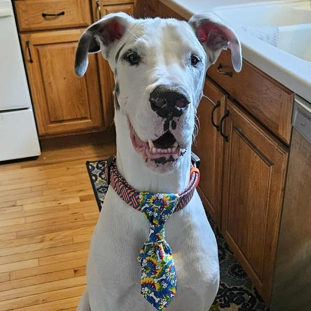 Broley, a Adoptable Great Dane in Mooresville, NC image 2/6