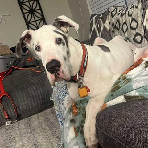 Broley, a Adoptable Great Dane in Mooresville, NC image 3/6