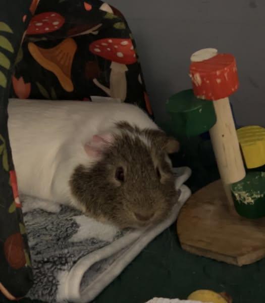 Tofu, a Adoptable Guinea Pig in Nantucket, MA image 4/5