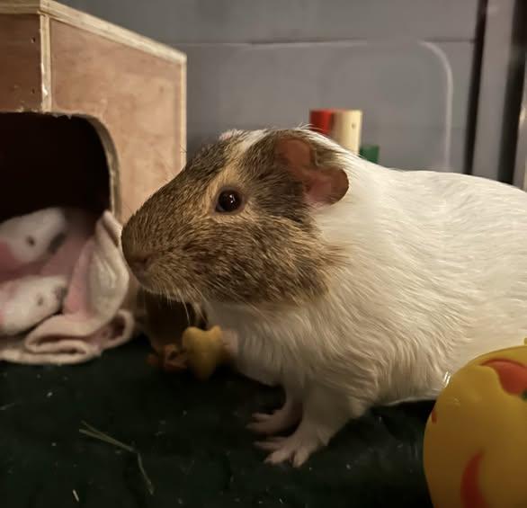 Tofu, a Adoptable Guinea Pig in Nantucket, MA image 5/5