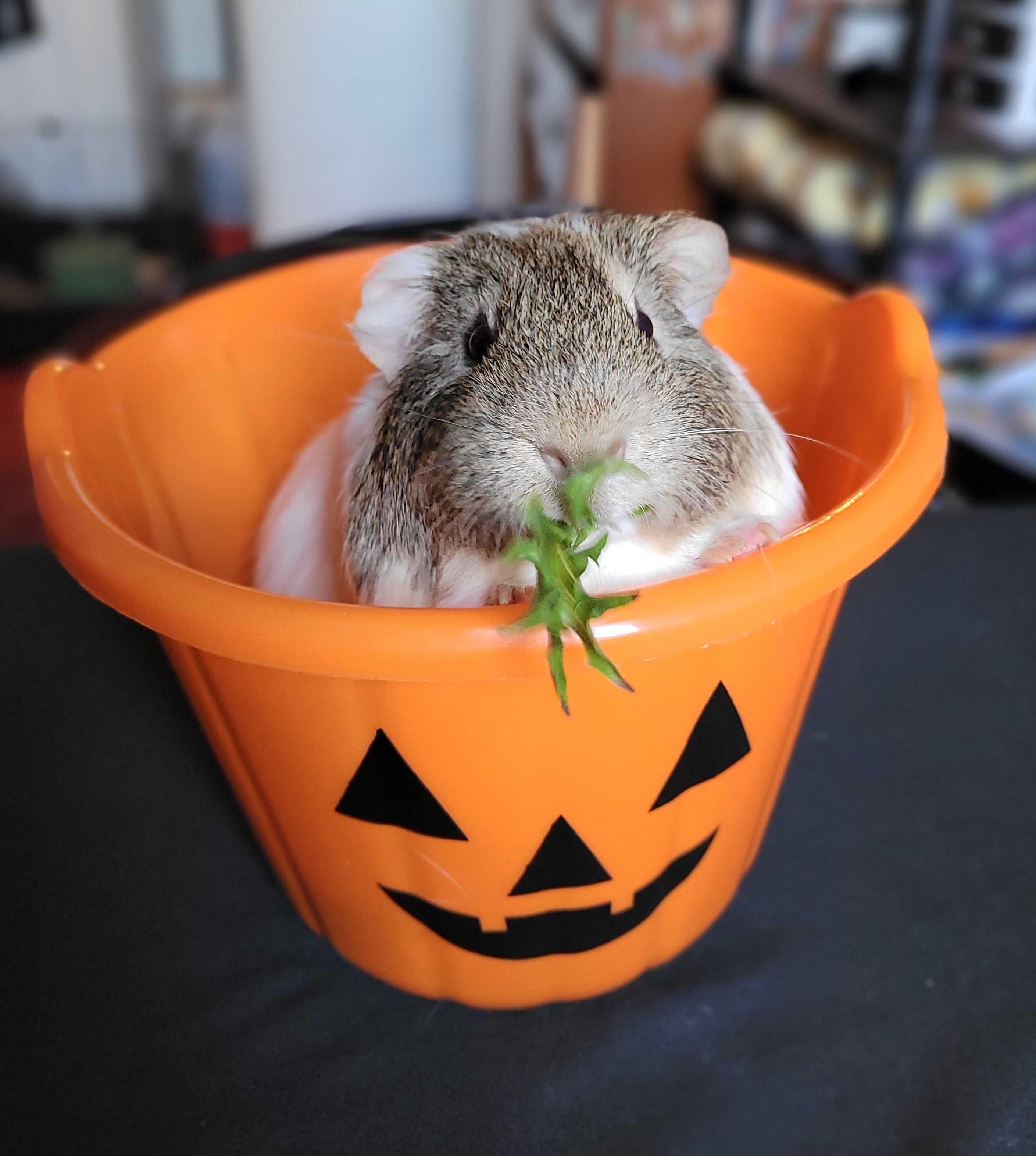 Tofu, a Adoptable Guinea Pig in Nantucket, MA image 1/5