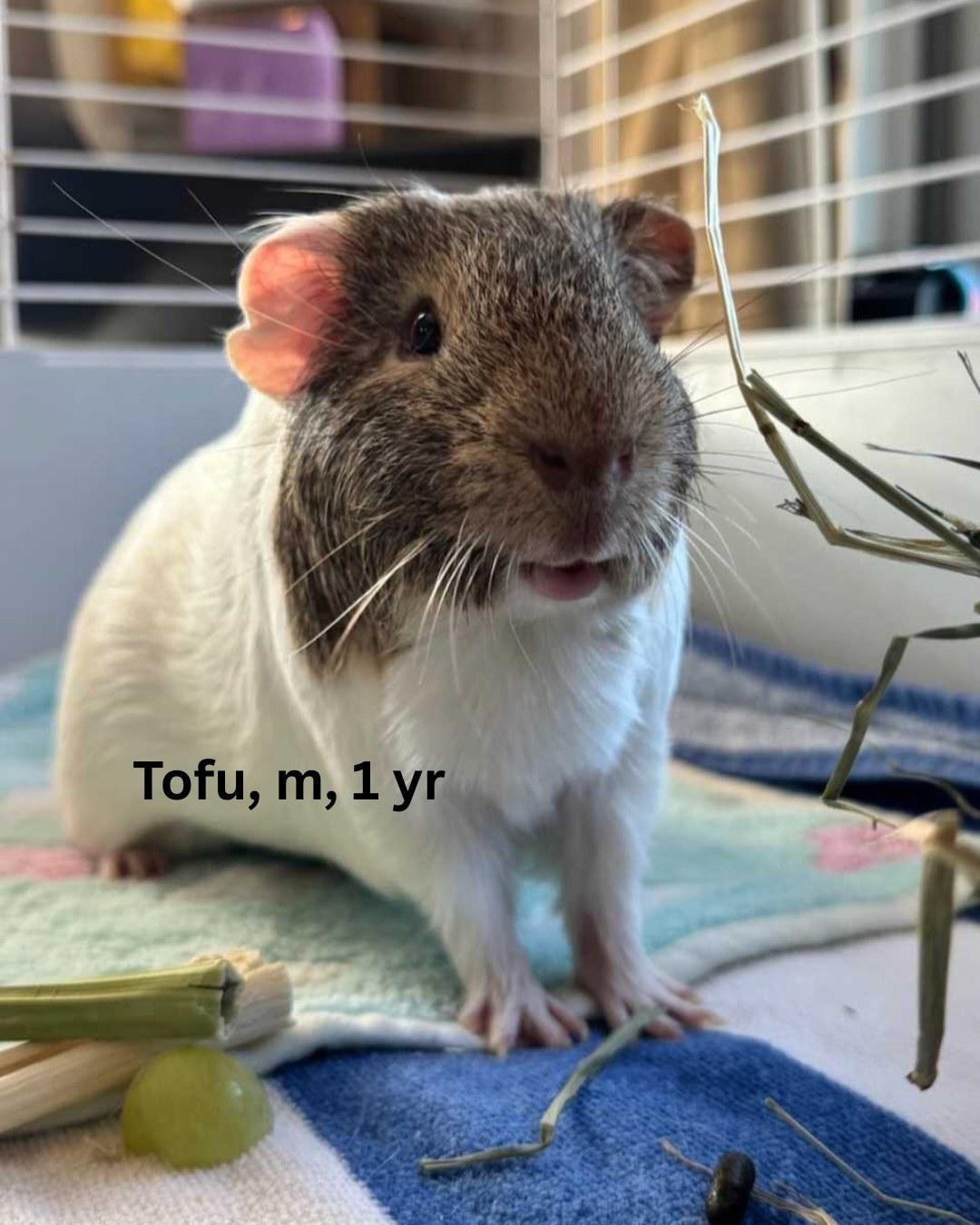 Tofu, Adoptable, Young Male Guinea Pig.