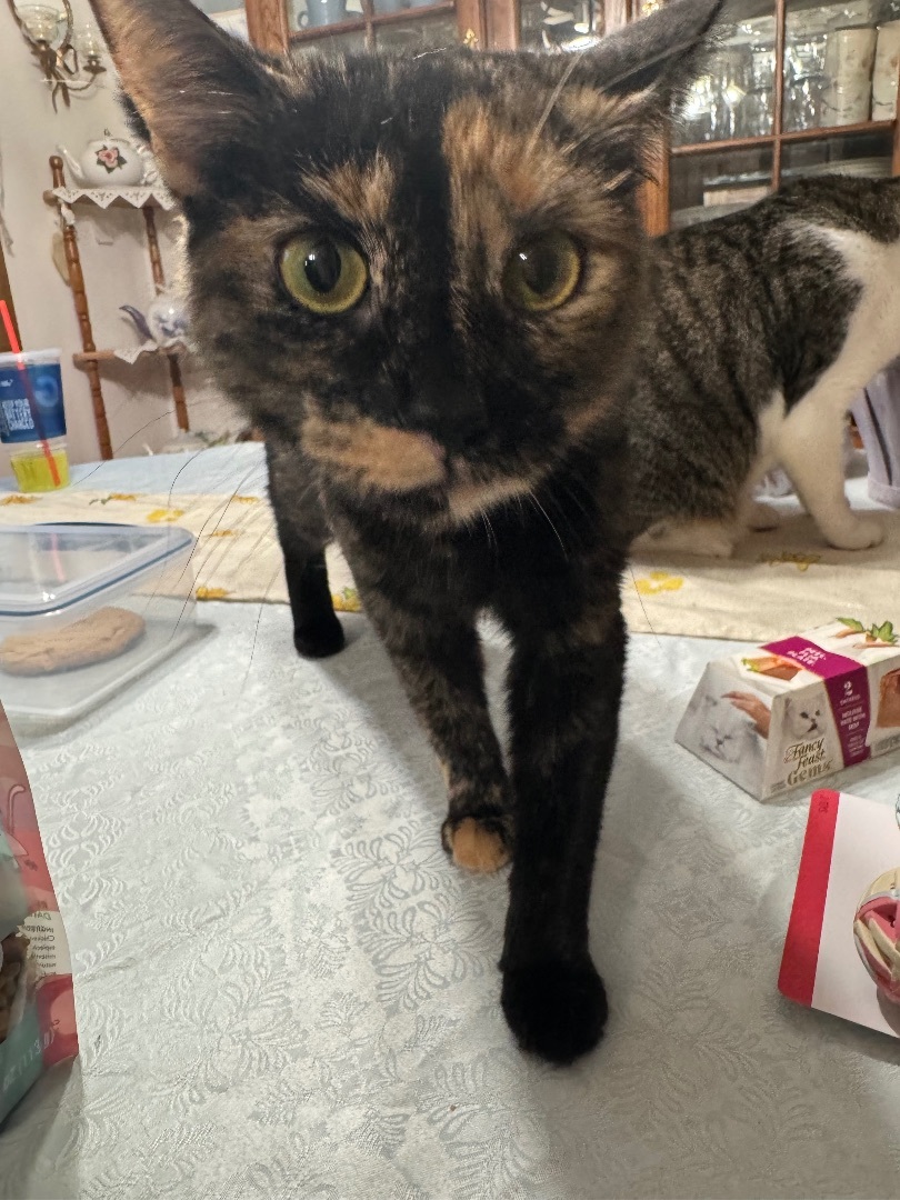 Enlarge Iris, a Adoptable mixed breed in Greensburg, PA image 1/3