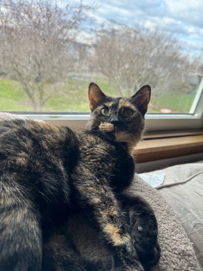 Enlarge Iris, a Adoptable mixed breed in Greensburg, PA image 2/3