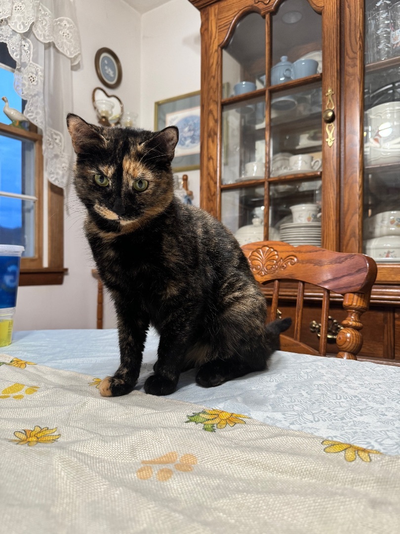 Enlarge Iris, a Adoptable mixed breed in Greensburg, PA image 3/3