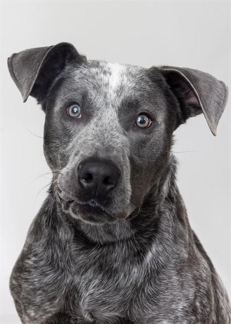 SPYRO, Adoptable, Young Male Terrier & Mixed Breed.