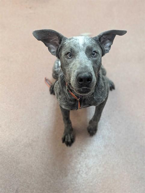 SPYRO, Adoptable, Young Male Terrier & Mixed Breed.