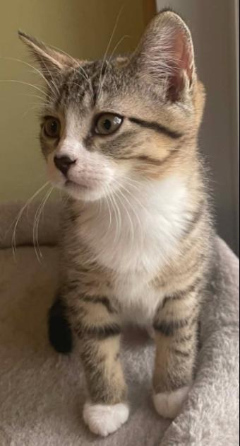 Anka, a ADOPTABLE Domestic Short Hair in Ottawa, ON image 1/4