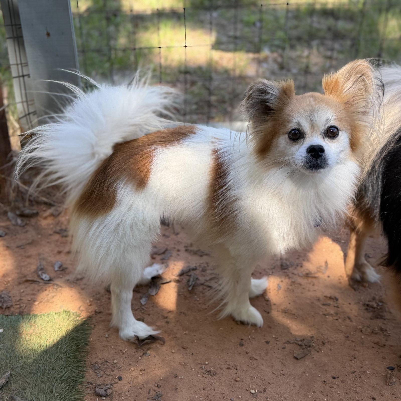 Enlarge Zamboni, a Adoptable Pomeranian in Garland, TX image 1/2