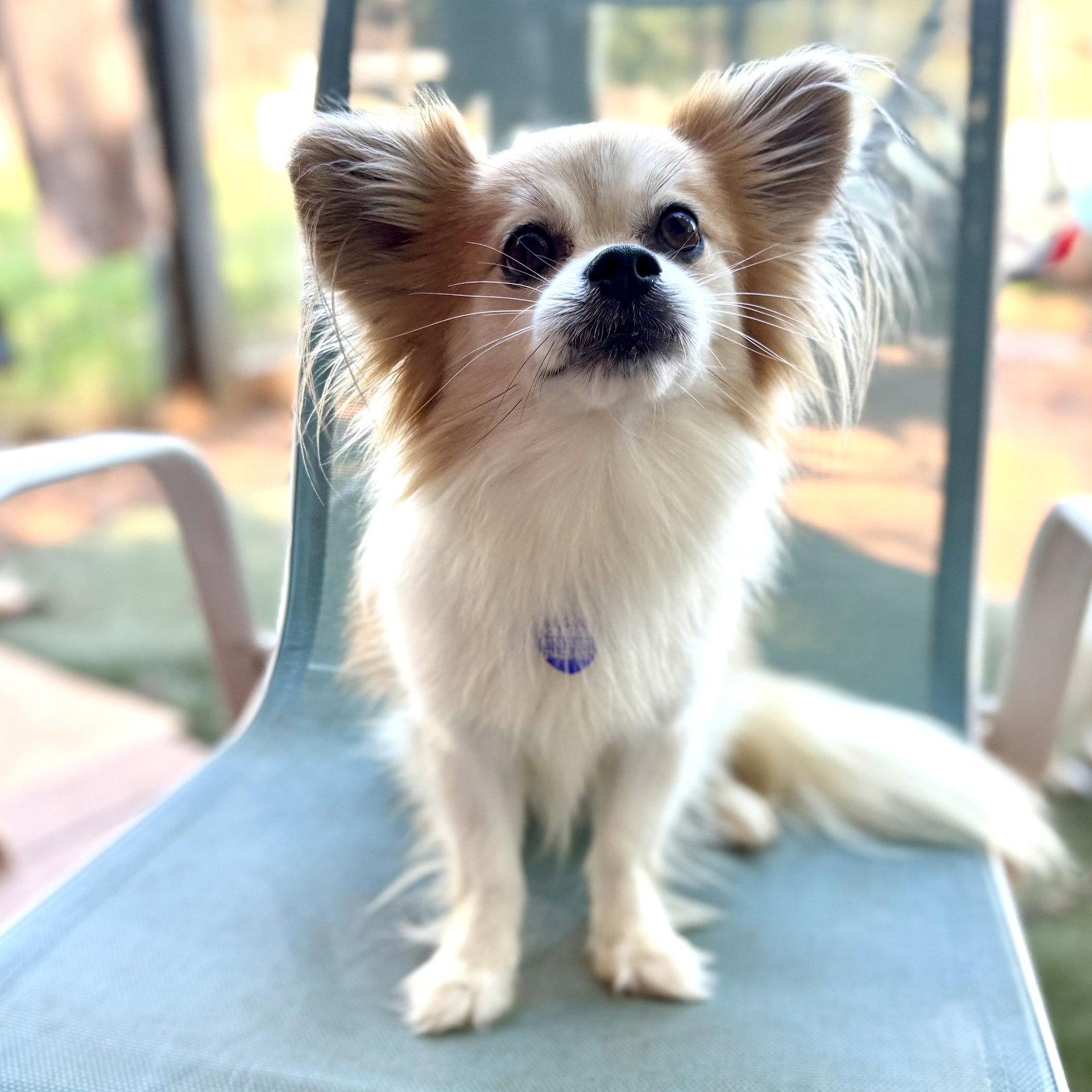 Enlarge Zamboni, a Adoptable Pomeranian in Garland, TX image 2/2