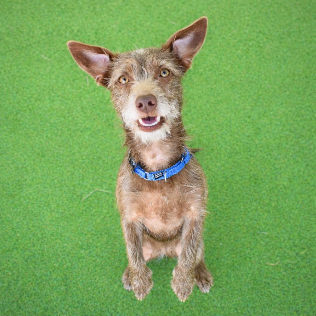 Enlarge CoCo, a Adopted mixed breed in Saint Petersburg, FL image 1/3