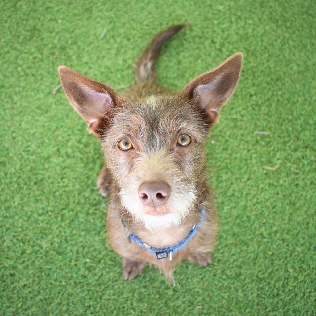 Enlarge CoCo, a Adopted mixed breed in Saint Petersburg, FL image 2/3