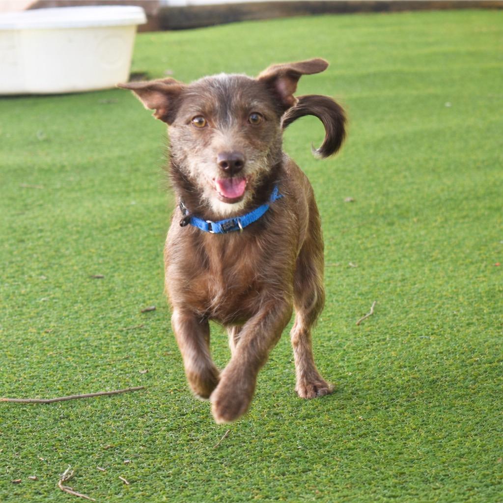 Enlarge CoCo, a Adopted mixed breed in Saint Petersburg, FL image 3/3