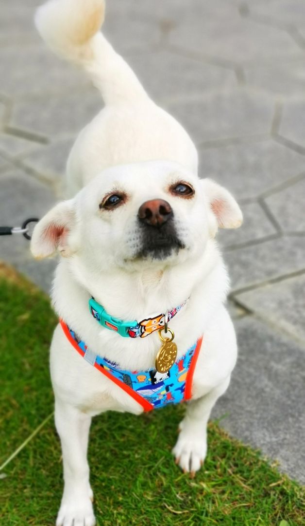 Afu, a Adopted mixed breed in Van Nuys, CA image 1/6