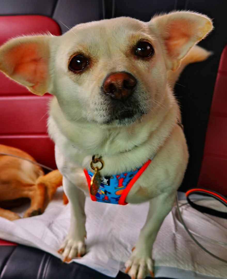 Afu, a Adopted mixed breed in Van Nuys, CA image 2/6