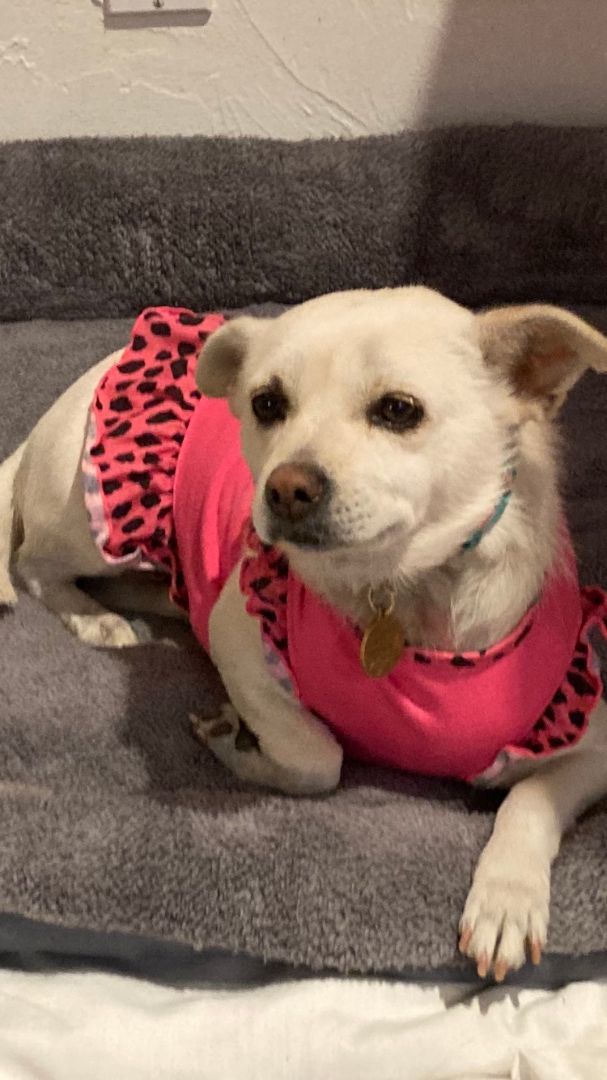 Afu, a Adopted mixed breed in Van Nuys, CA image 3/6