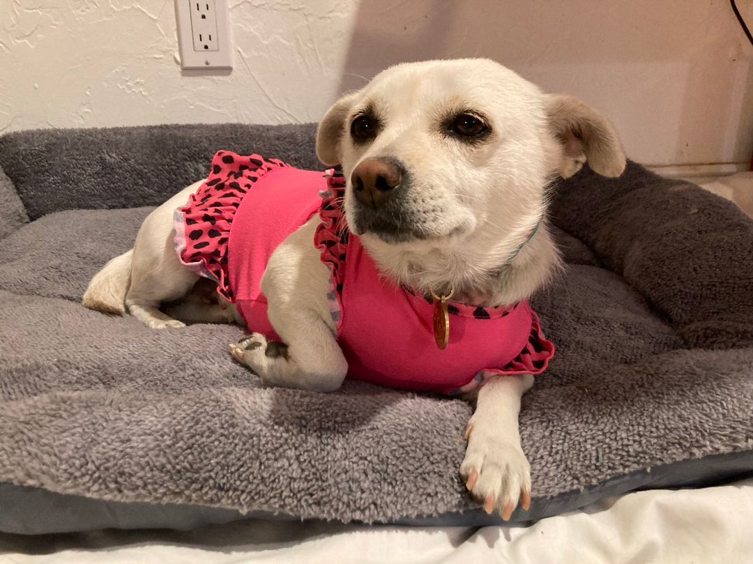 Afu, a Adopted mixed breed in Van Nuys, CA image 4/6