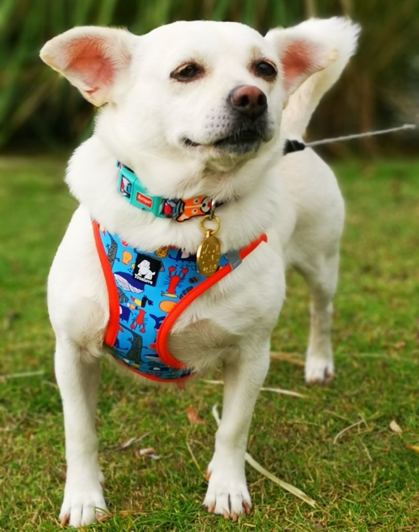 Afu, a Adopted mixed breed in Van Nuys, CA image 5/6