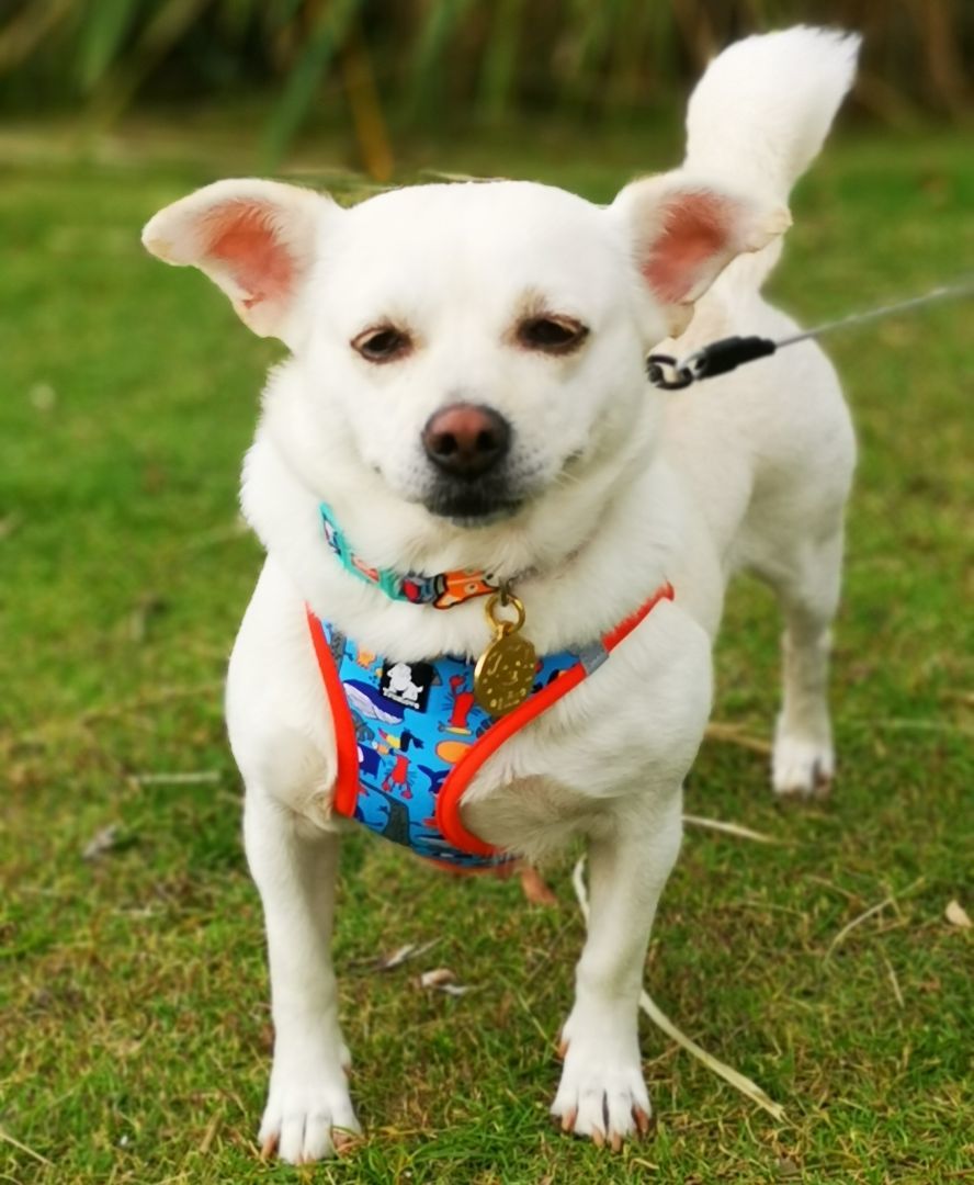 Afu, a Adopted mixed breed in Van Nuys, CA image 6/6