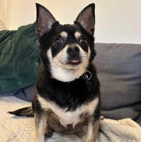 Timothee Chalamet., ADOPTABLE, Senior Male Mixed Breed.