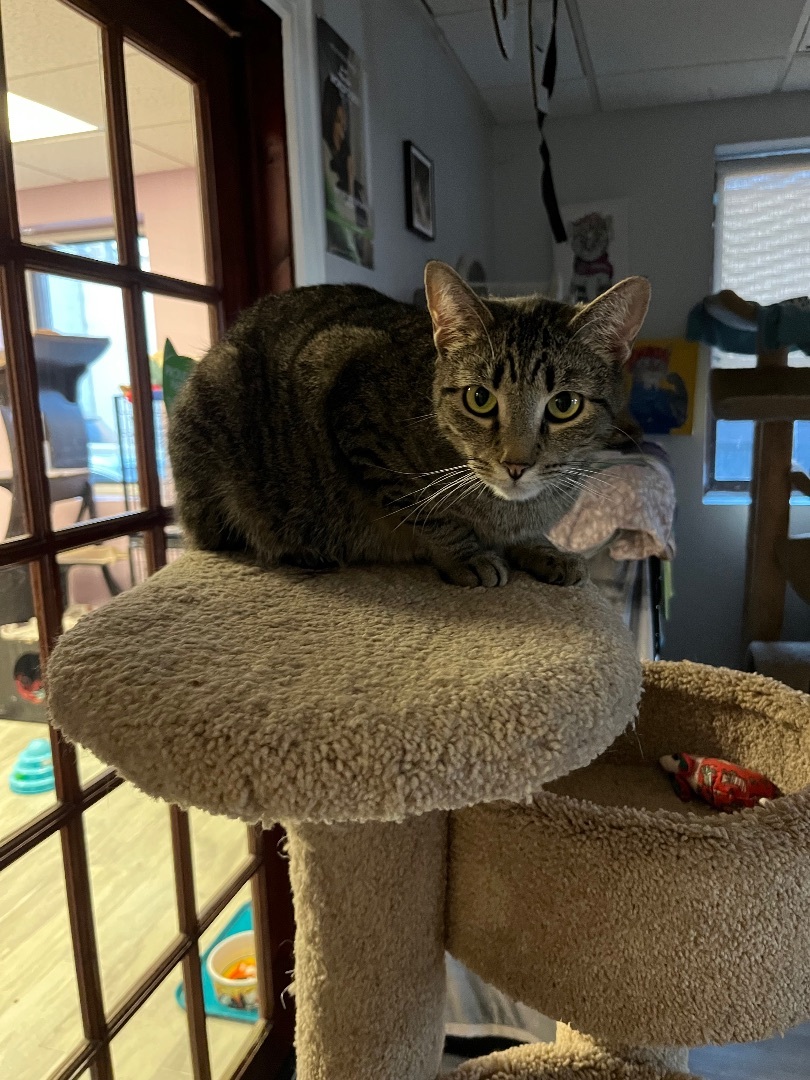 Tahiti, a Adoptable Domestic Short Hair in Freeport, NY image 6/8