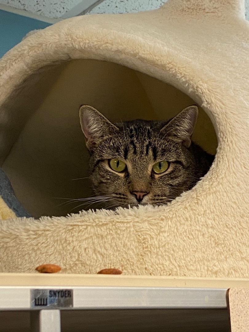 Enlarge Tahiti, a Adoptable Domestic Short Hair in Freeport, NY image 7/8