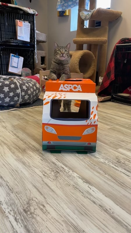 Enlarge Tahiti, a Adoptable Domestic Short Hair in Freeport, NY image 8/8