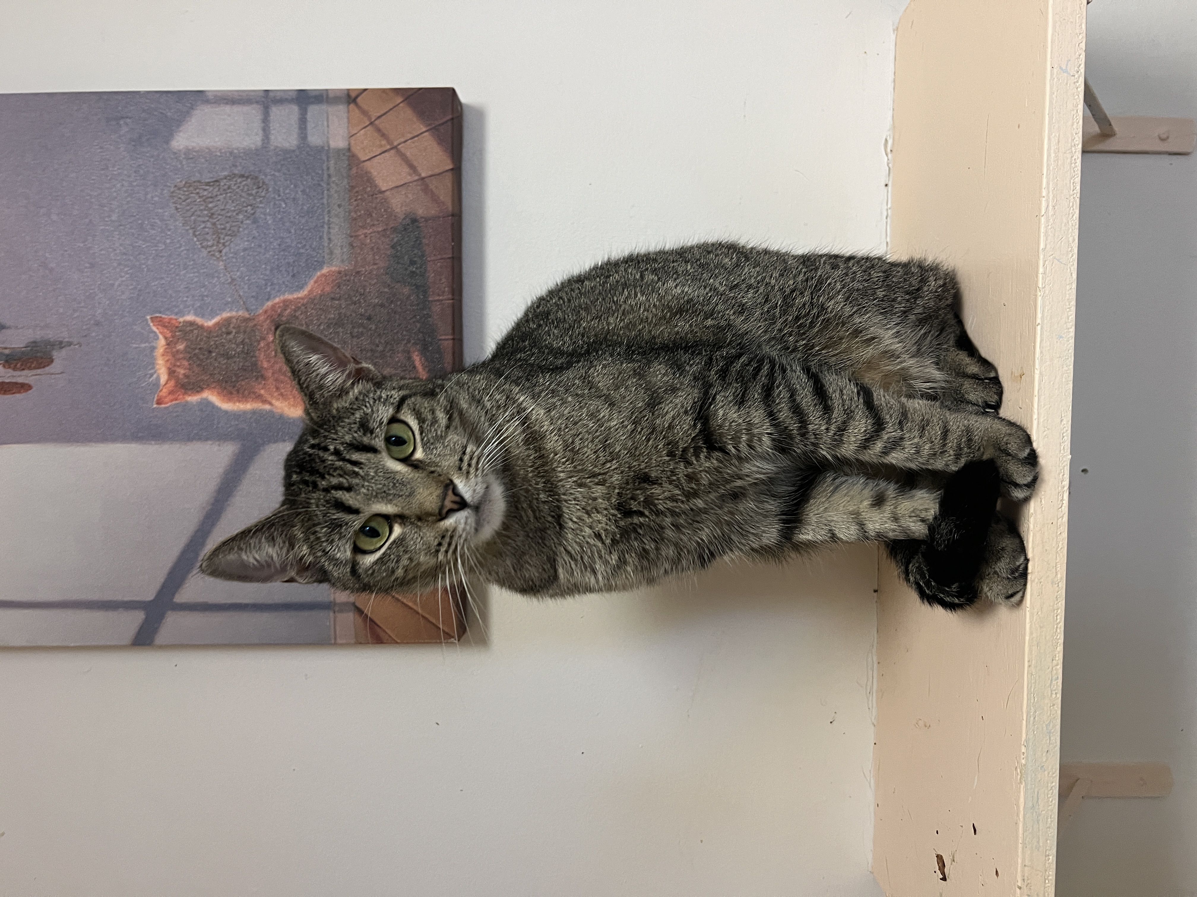 Tahiti, a Adoptable Domestic Short Hair in Freeport, NY image 1/8