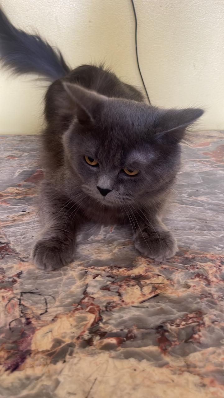 Solly, an adoptable Russian Blue, Nebelung in Brampton, ON, L6P 2E9 | Photo Image 1