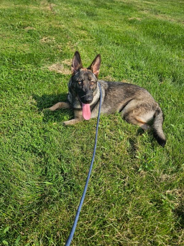 Enlarge Bailey, a ADOPTABLE German Shepherd Dog in Chesterfield, MO image 3/4