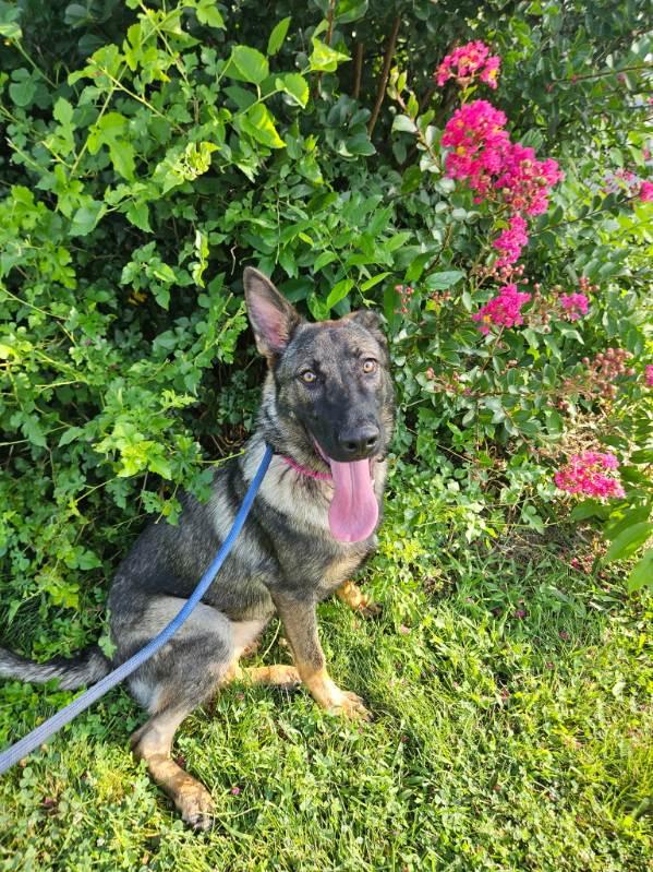 Enlarge Bailey, a ADOPTABLE German Shepherd Dog in Chesterfield, MO image 2/4