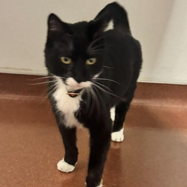 Enlarge Koopa, a Adoptable mixed breed in Dublin, CA image 1/2