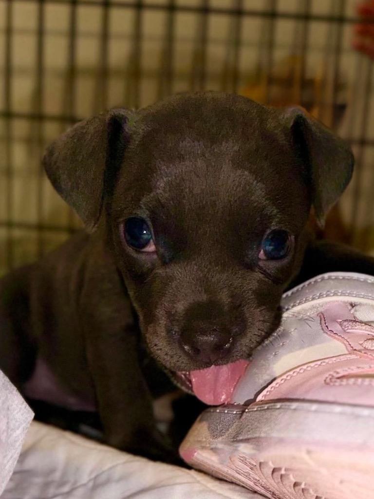 Enlarge Royal Baroness, a Adoptable mixed breed in Princeton, MA image 1/6