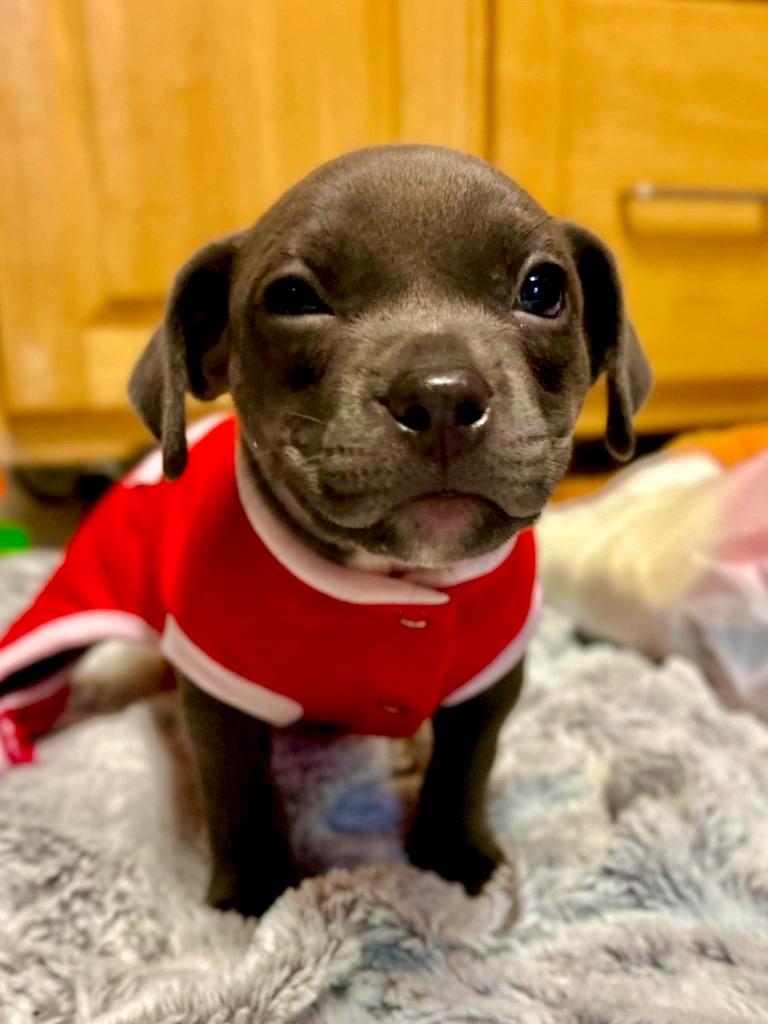Enlarge Royal Baroness, a Adoptable mixed breed in Princeton, MA image 6/6