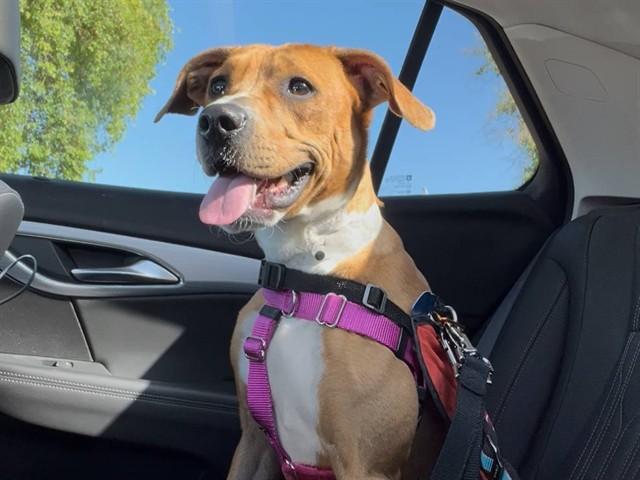 Enlarge CHARLOTTE, a Adoptable mixed breed in Phoenix, AZ image 1/1
