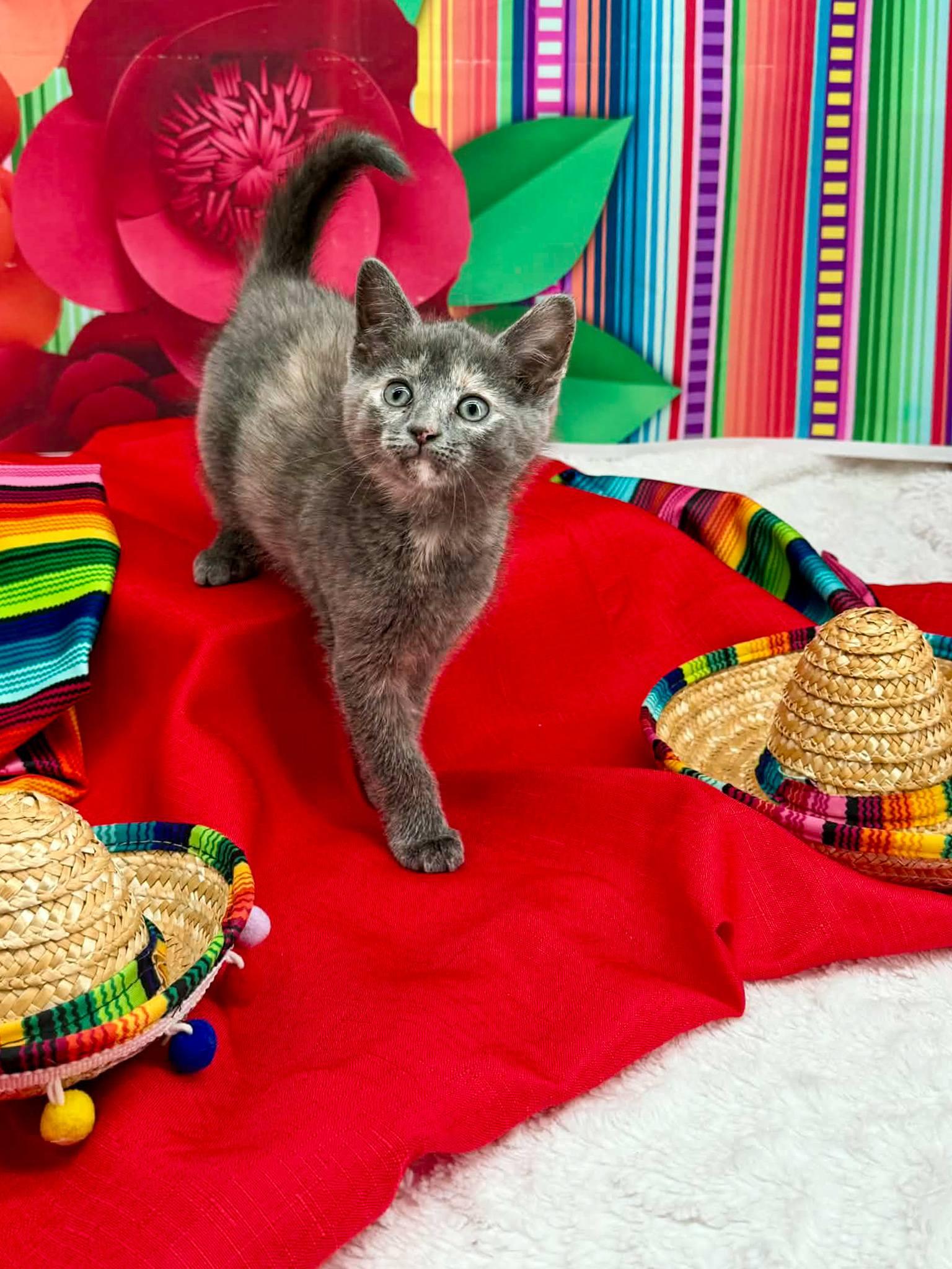 Enlarge Horchata, an adopted Domestic Short Hair in Sevierville, TN image 3/4