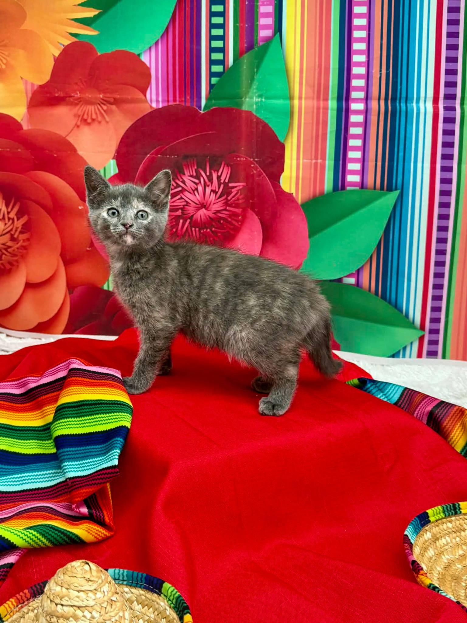 Enlarge Horchata, an adopted Domestic Short Hair in Sevierville, TN image 4/4