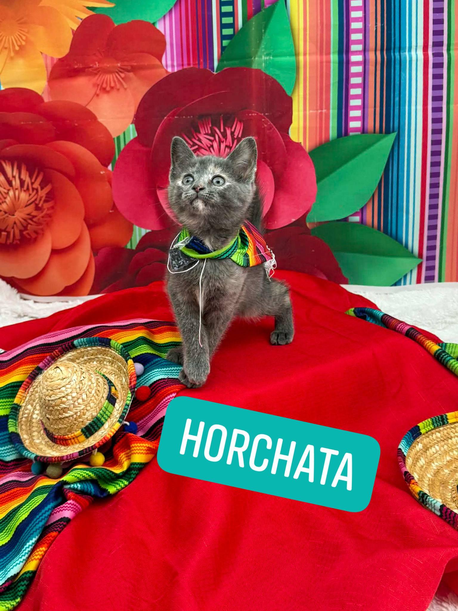 Horchata, adopted, Kitten Female Domestic Short Hair.