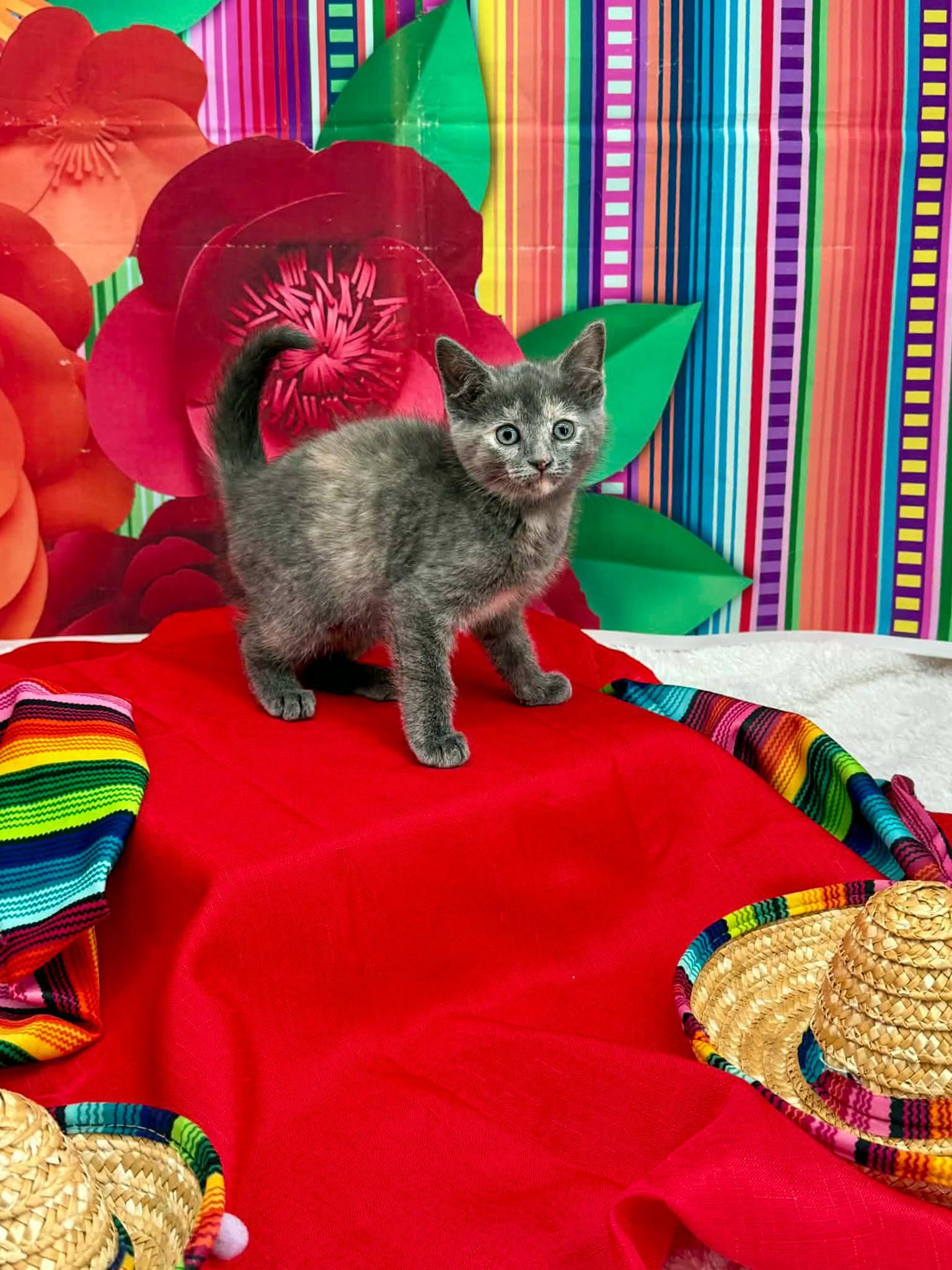 Enlarge Horchata, an adopted Domestic Short Hair in Sevierville, TN image 2/4