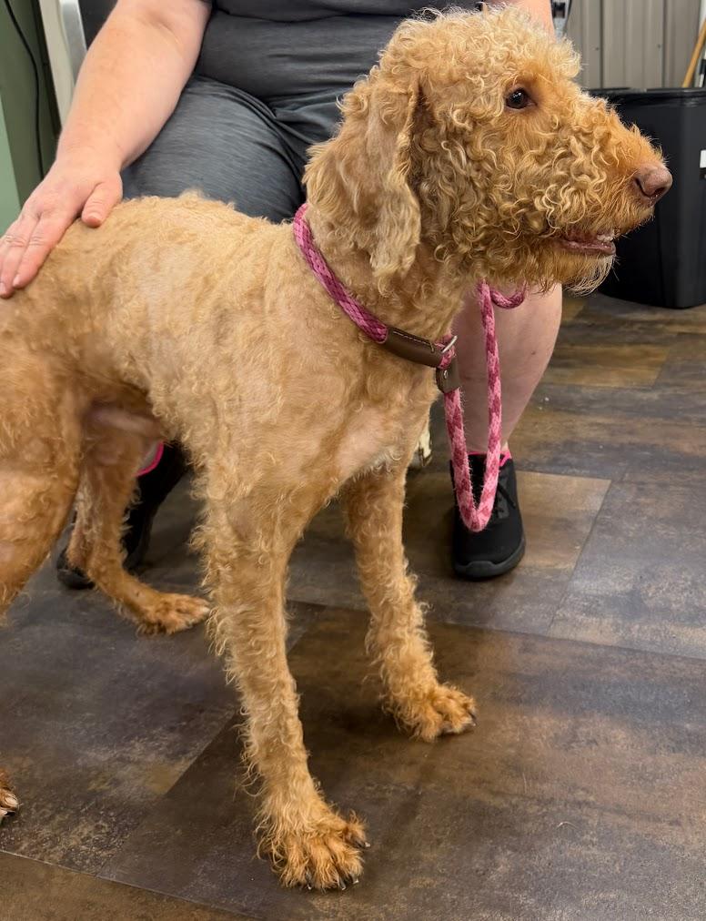 Enlarge Butch, a Adopted mixed breed in Lisbon, OH image 5/5