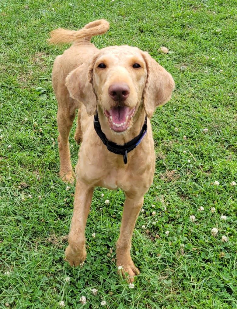 Enlarge Butch, a Adopted mixed breed in Lisbon, OH image 4/5