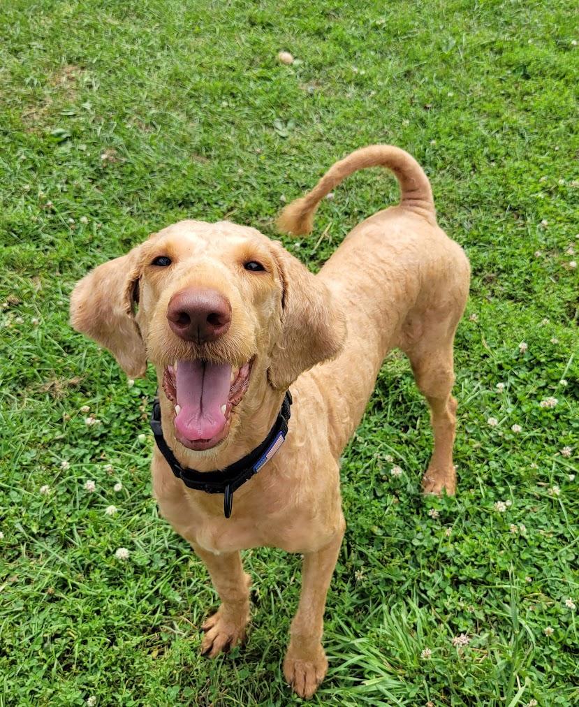 Butch, Adopted, Adult Male Goldendoodle.